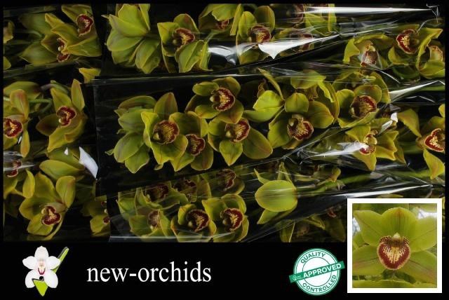 <h4>CYMB T POLYCHROME</h4>