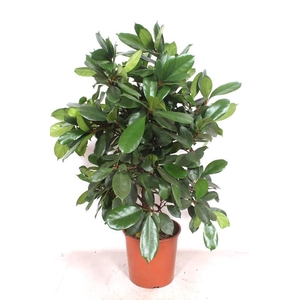 Ficus Cyathistipula
