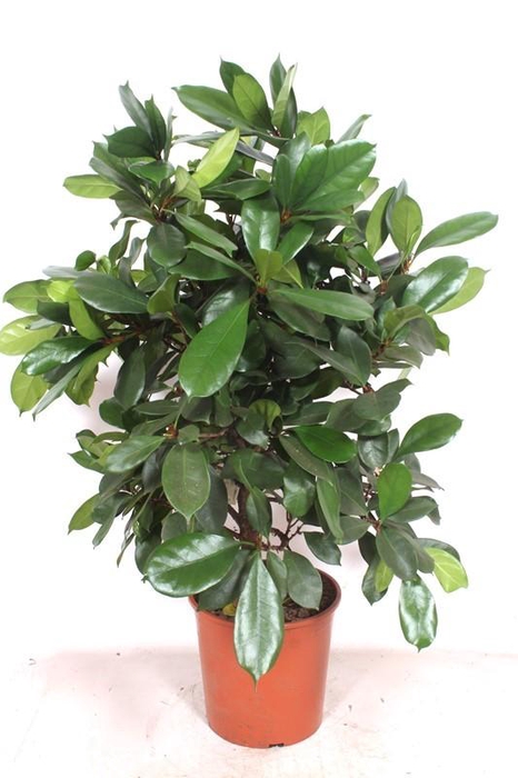 <h4>Ficus Cyathistipula</h4>