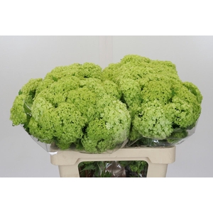 Viburnum Opulus Roseum