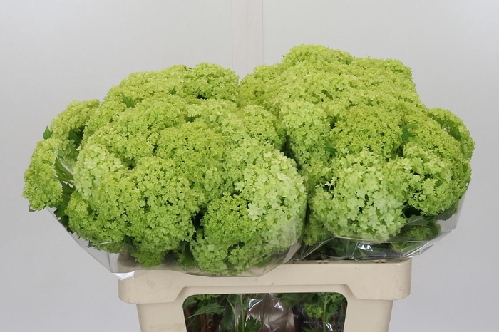 <h4>Viburnum Opulus Roseum</h4>