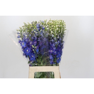 Delph Du Elatum Guardian Blue