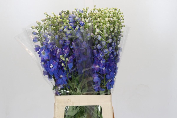 <h4>Delph Du Elatum Guardian Blue</h4>