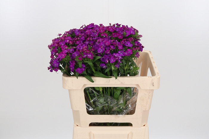 <h4>Di Barb Am Neon Purple</h4>