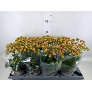 Kalanchoe   ...