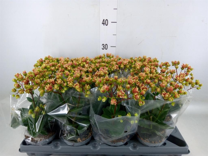 <h4>Kalanchoe   ...</h4>