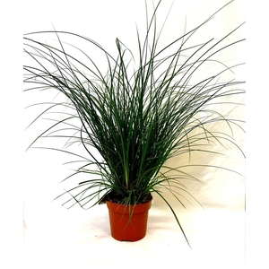 Carex brunnea p12