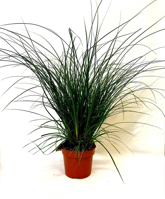 <h4>Carex brunnea p12</h4>