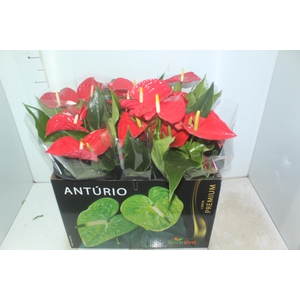 ANTHURIUM MICHIGAN P17 PREMIUM