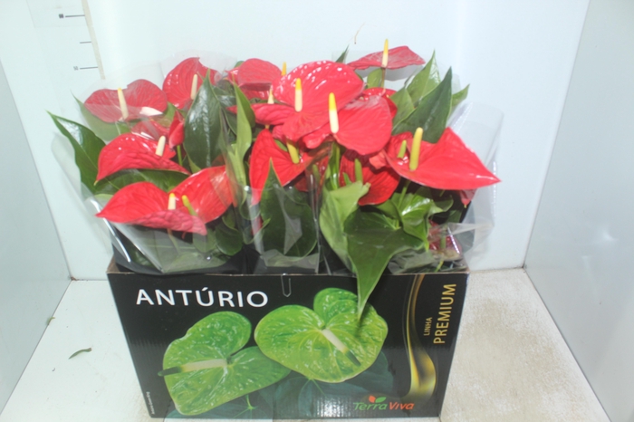 <h4>ANTHURIUM MICHIGAN P17 PREMIUM</h4>