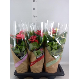 Anthurium   ...mix 4