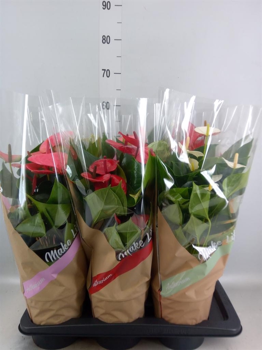 <h4>Anthurium ...mix 4</h4>