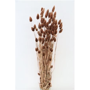 Dried Phalaris Copper Bunch