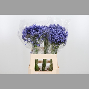 Agapanthus Buddy Blue