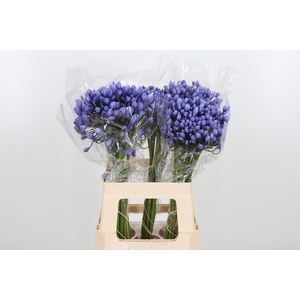 Agapanthus Buddy Blue