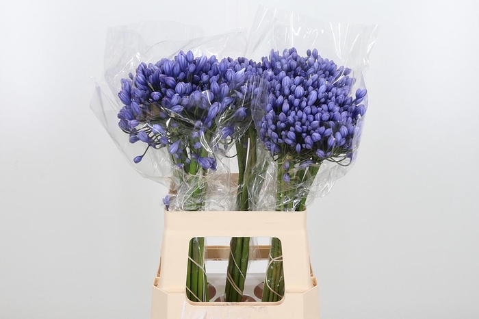 <h4>Agapanthus Buddy Blue</h4>