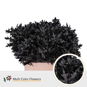 Eik Fijn (60 cm) Zwart