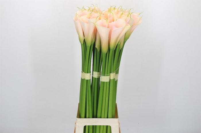 <h4>Zantedeschia Eydolls Salmon</h4>