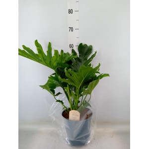 Philodendron bipinn. 'Little Hope'