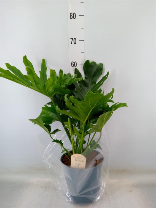 <h4>Philodendron bipinn. 'Little Hope'</h4>