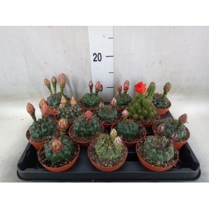 Cactus   ...flowering mix
