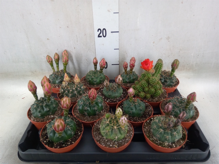 <h4>Cactus   ...flowering mix</h4>