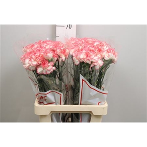 Di St Bacarat Pink
