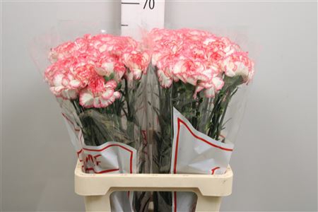 <h4>Di St Bacarat Pink</h4>