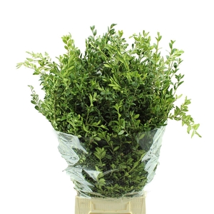 Buxus