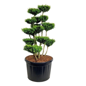 Buxus sempervirens