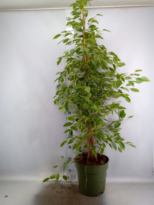 <h4>Ficus benja. 'Golden King'</h4>