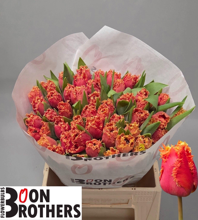 <h4>TU FR DUTCHING</h4>