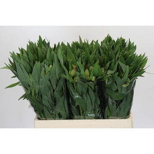 Alstroemeria Selection Pink