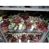 Hypoestes phyl. gemengd