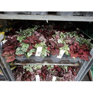 Hypoestes phyl. gemengd