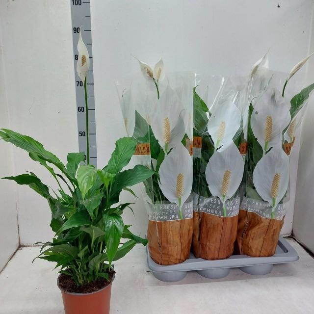 <h4>SPATH SWEET CHICO</h4>