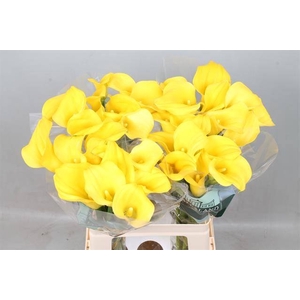 Calla Goldcup Kallaland