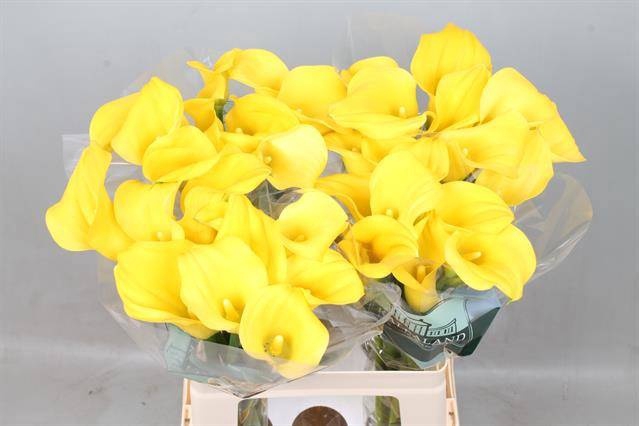 <h4>Calla Goldcup Kallaland</h4>