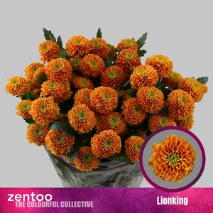 Chrysanthemum Indicum Grp tros Lionking
