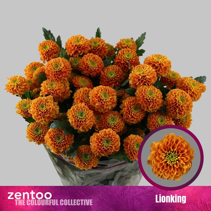 <h4>Chrysanthemum Indicum Grp tros Lionking</h4>