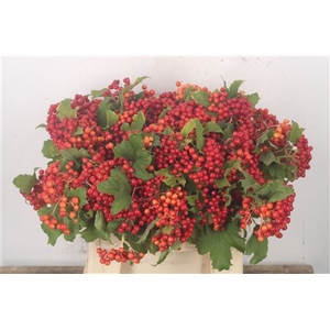 Viburnum Op Compactum +3