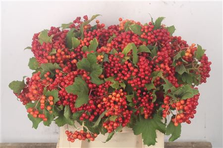 <h4>Viburnum Op Compactum +3</h4>