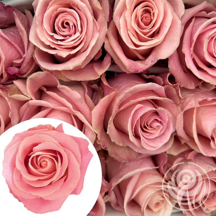 <h4>R Eq Hermosa</h4>