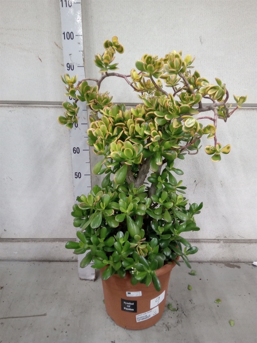 <h4>Crassula ovata 'Sunset'</h4>