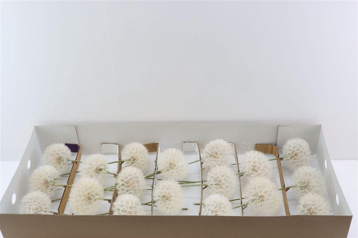 <h4>Puste Blumen Vers</h4>