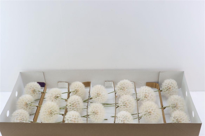 <h4>Puste Blumen Vers</h4>