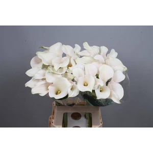 Calla Captain Ventura Kallaland