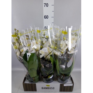 Phalaenopsis   ...white