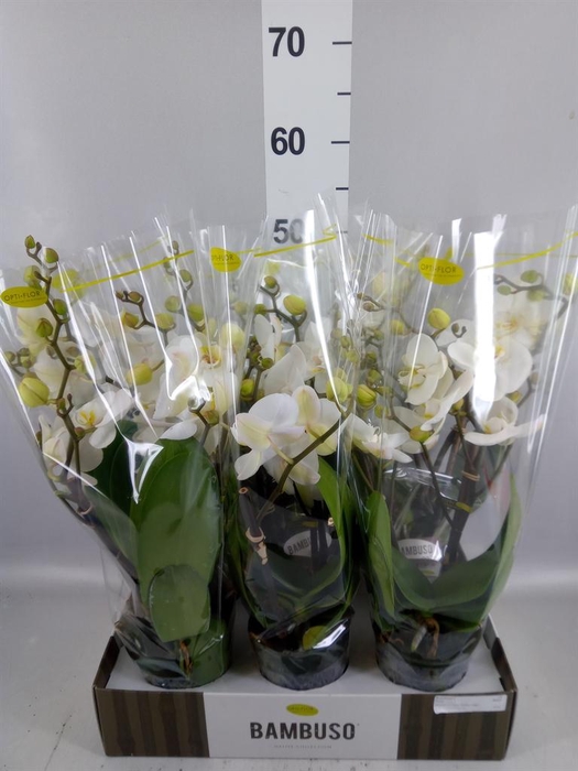 <h4>Phalaenopsis   ...white</h4>