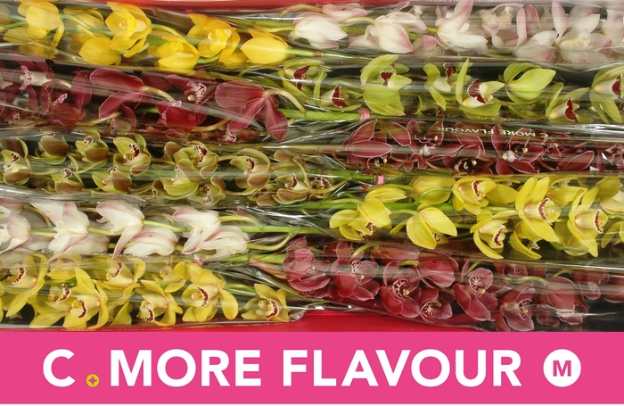 <h4>CYMB MI GEM</h4>